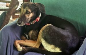 dog at Kumankaya